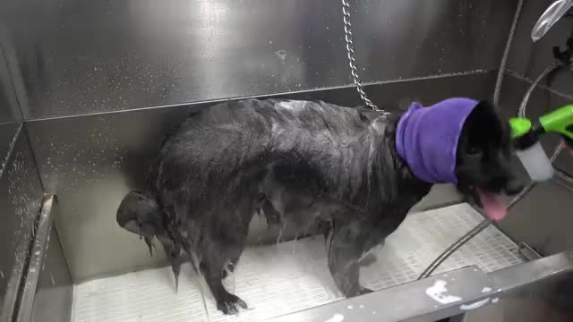 Screaming dog deafens his groomer | I've never heard a scream like this