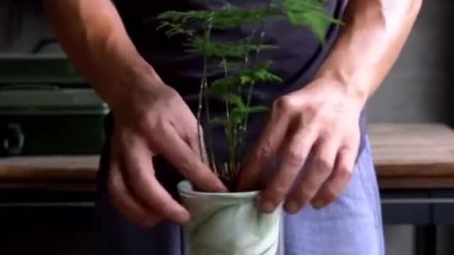 It can be watered once for a week
