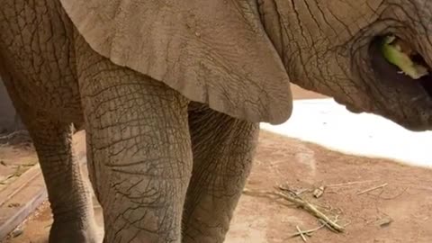 An elephant's trunk is so flexible that it can do anything