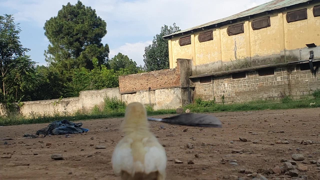 Baby chicken cleaning the ground with her mother's feather