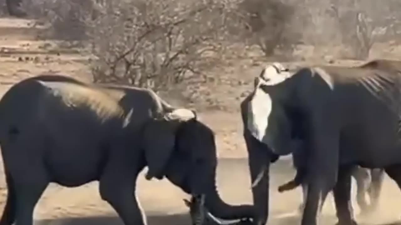 Elephants tremple and Killed a Zebra for Water #wildanimals