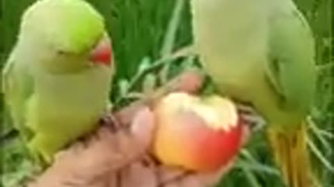 Parrots eating apples