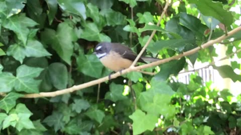 Fantails have Santa Claus Faces