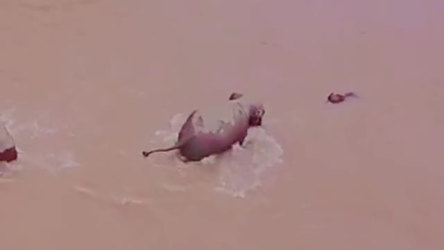 saves baby elephant