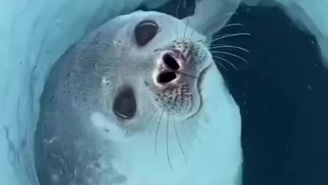 #sea