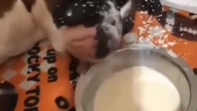 Dog Drinking Milk While Sleeping Funny Video Shorts