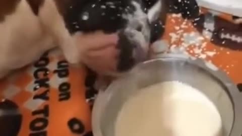 Dog Drinking Milk While Sleeping Funny Video Shorts