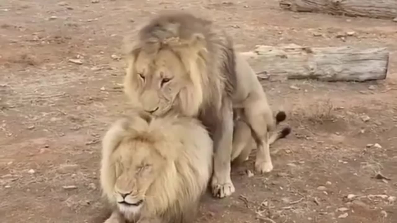 The lions Enjoying Themselves.😀