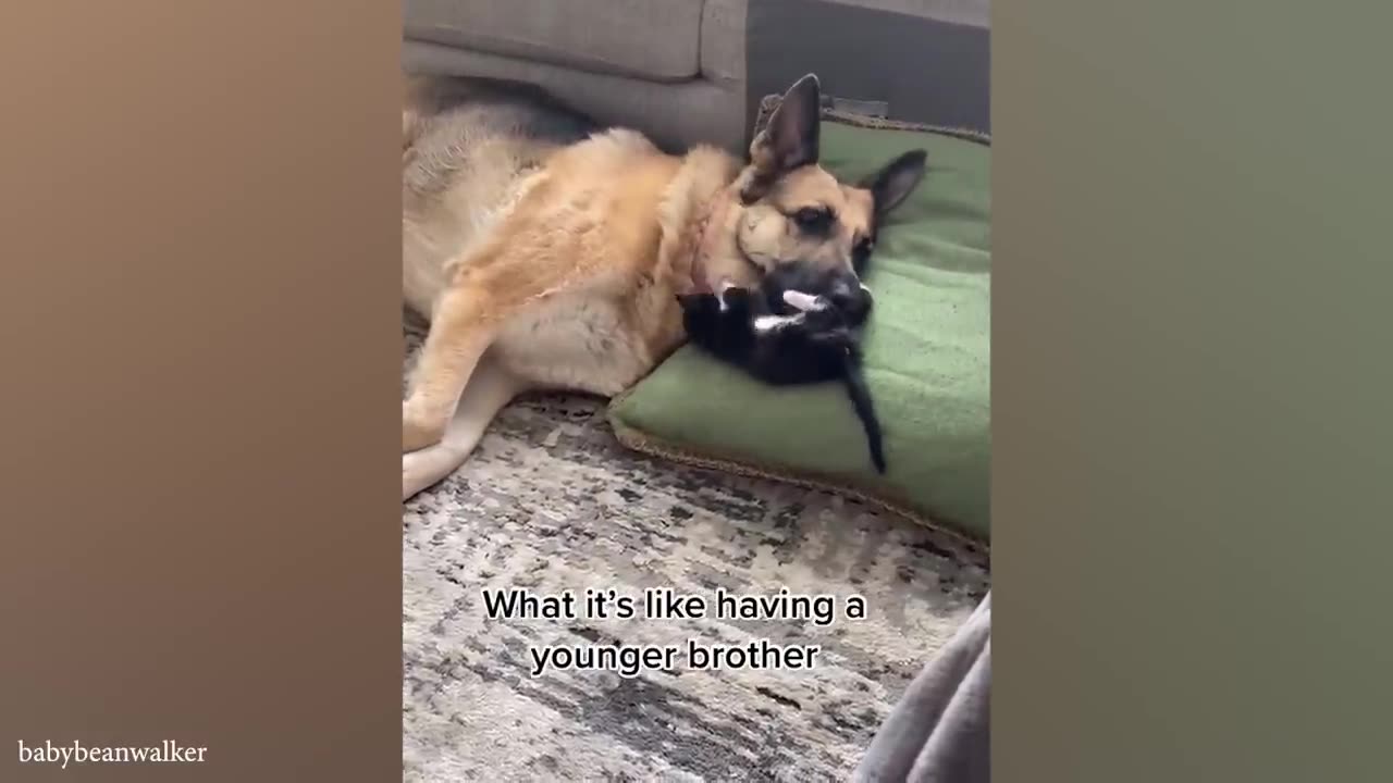 funny cat and dog