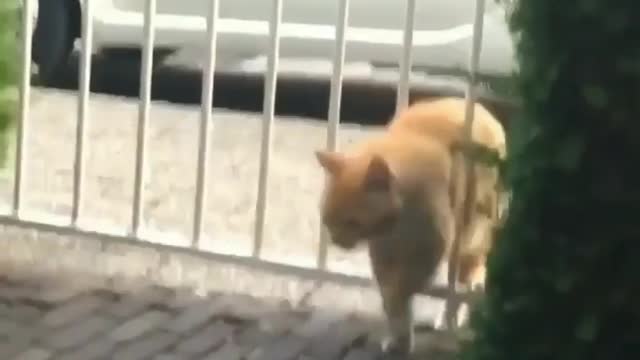 Naughty cat wanted to get inside, Failed. funny cat video.