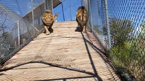 Where are the two lions going?