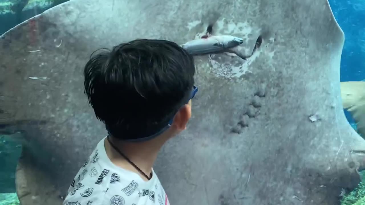 Fish
