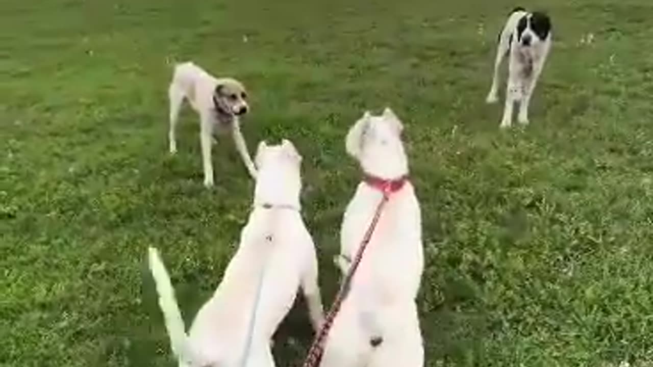 LGDs confront dogos