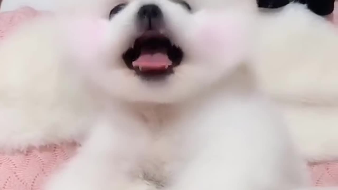 #Funny #Funny video#laugh# interesting#video#short video#short#short cut