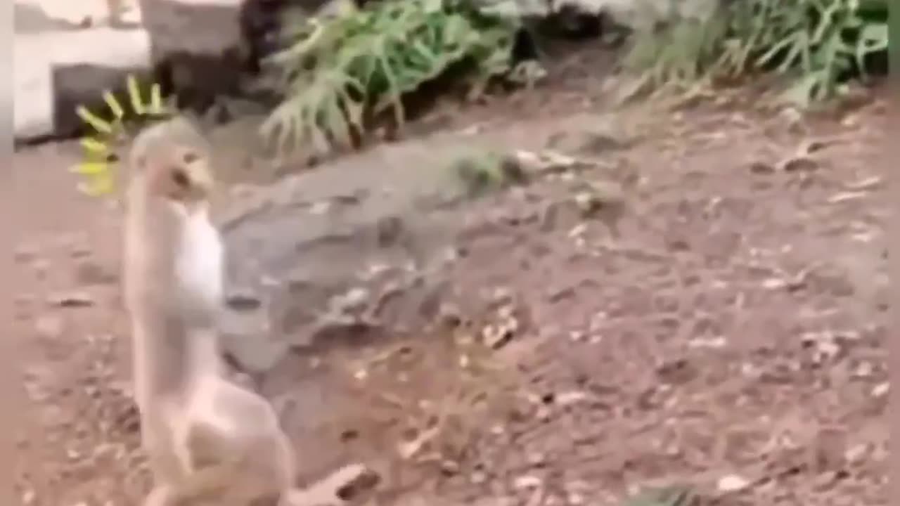 monkeys drinking alcohol