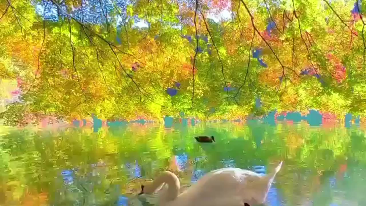 Swan in a very beautiful view