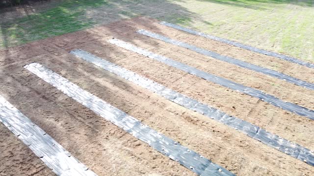 Our First Elderberry Field!