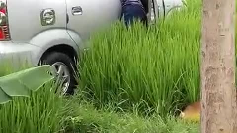 the car went the wrong way into the paddy field