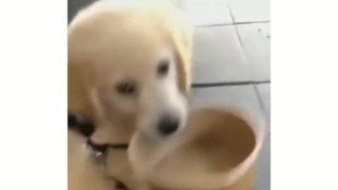 A dog's daily routine