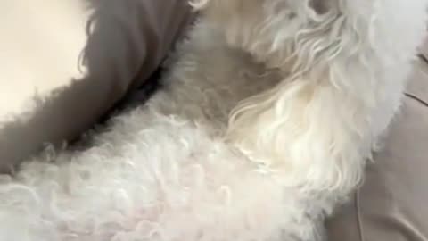 Cut the dog