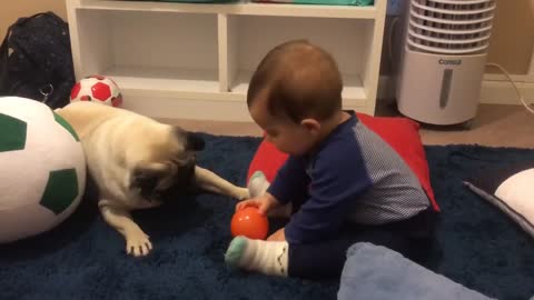 Pet Dog Grabs Baby's Toy Ball and Runs Away With it