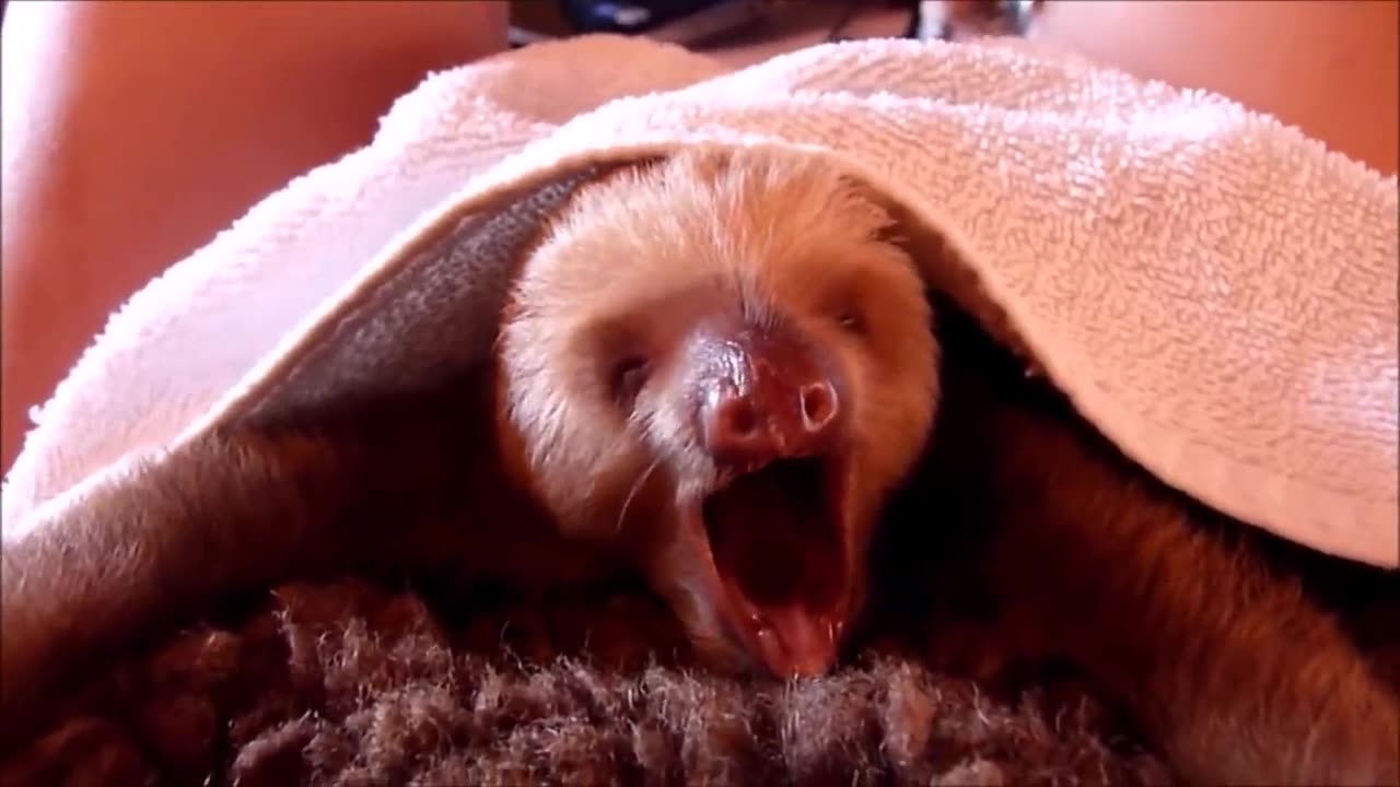 Funny sloths