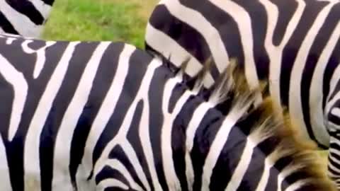 zebra in savanna