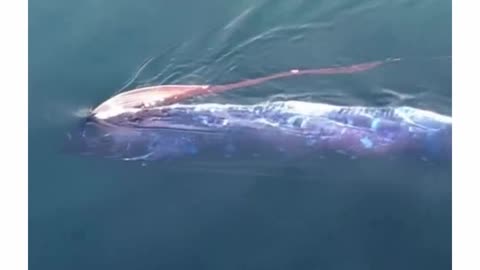 Rare Footage of Mysterious Oarfish Swimming on the Surface