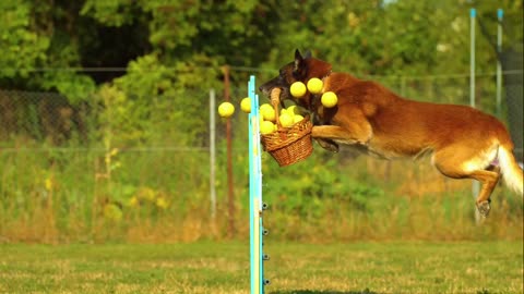 Cute dog doing funny things