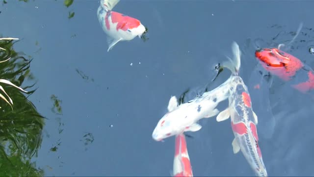 koi carp ♥