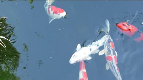 koi carp ♥