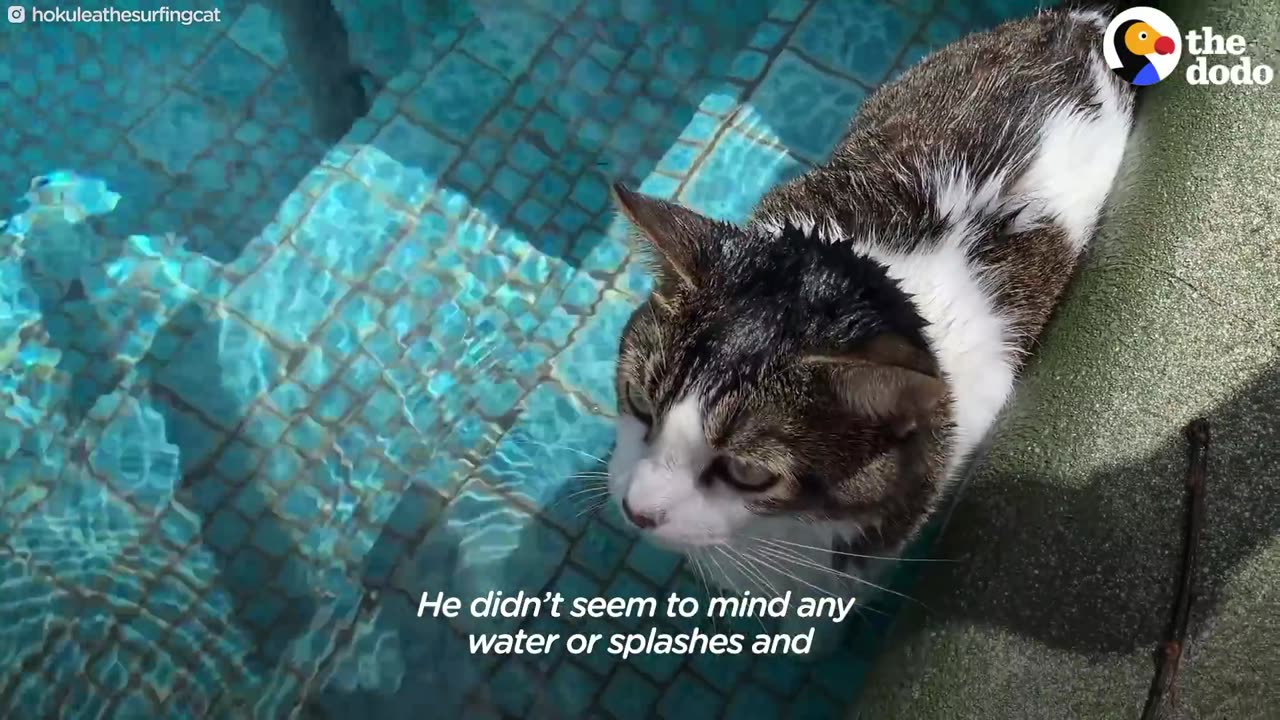 This Hawaiian Cat Loves Surfing With His Parents | The Dodo