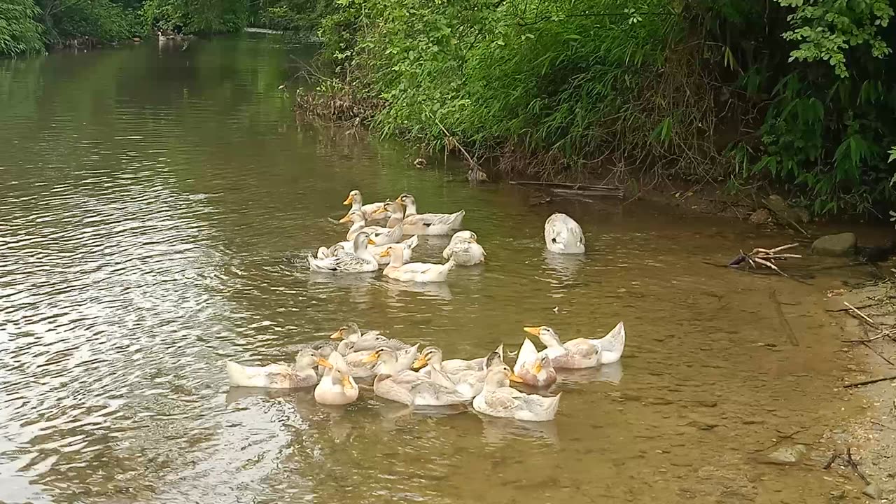 flock of ducks swimming freely in the stream