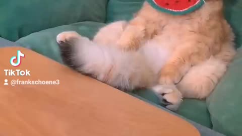 biscuits cat