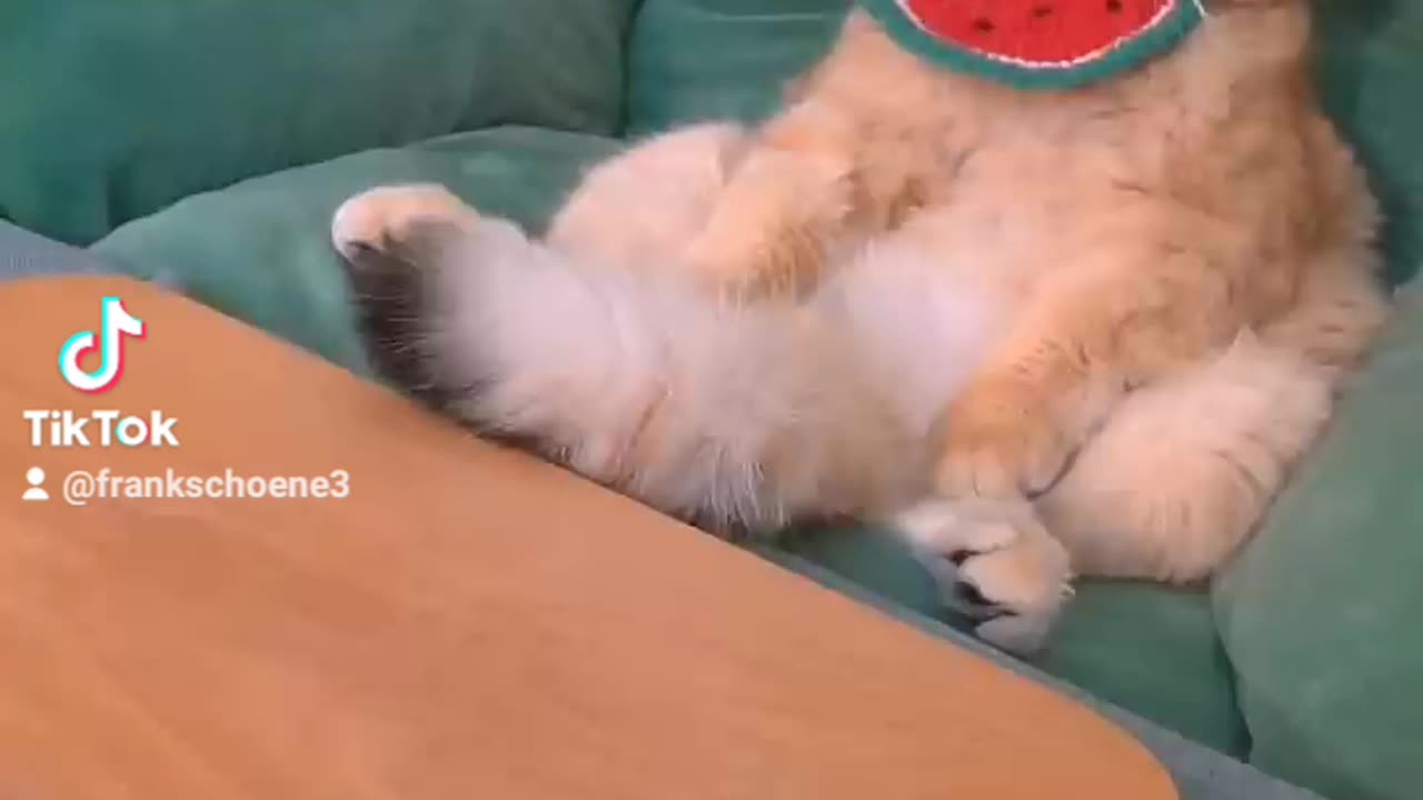 biscuits cat