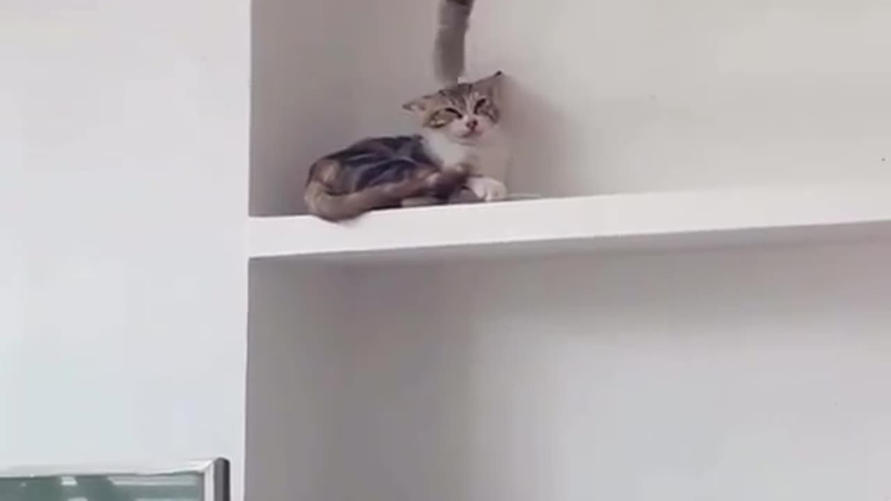 Kitten causing trouble