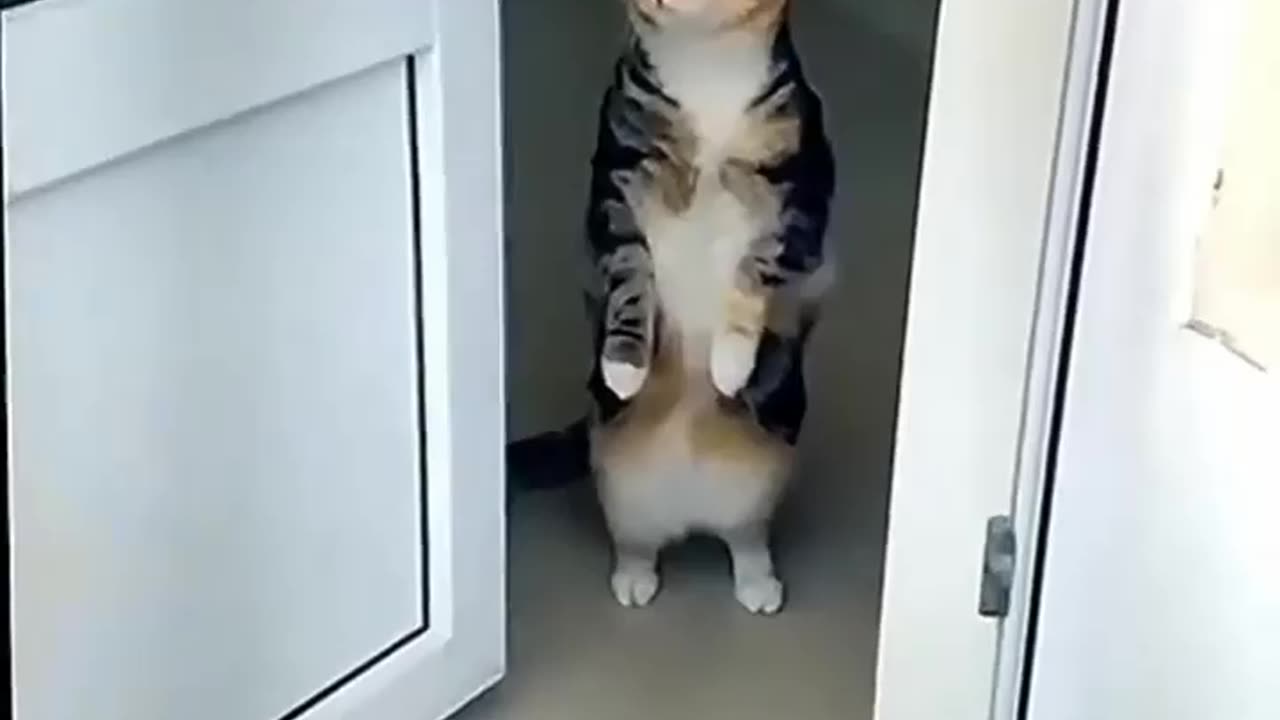 Funny Cat😂