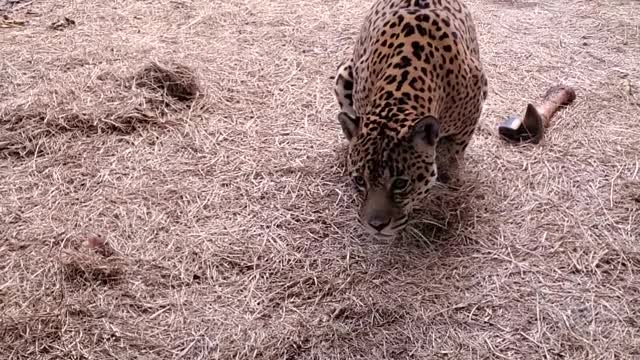 Vulcan Panama Leopard