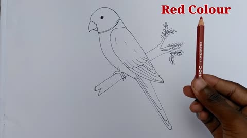 how to draw parrot easy step by step--Gali Gali Art --p8