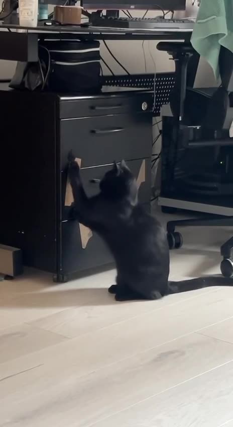 Nothing is full cat proof 🤣🤣🤣