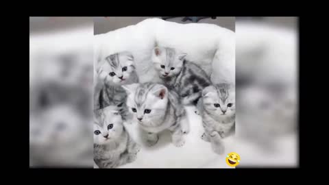 Funny cats video 🤣🤣🤣🤣