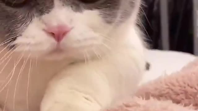 Cute Cats and Funny Animals Compilation 😹 Try Not To Laugh Challenge - Cute Cat