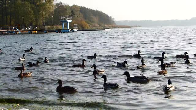 Rainy Day Duck Pond | Water Sounds, Ducks Quacking, Rain Sounds, Chickens, Bird Songs | Sleep, Relax