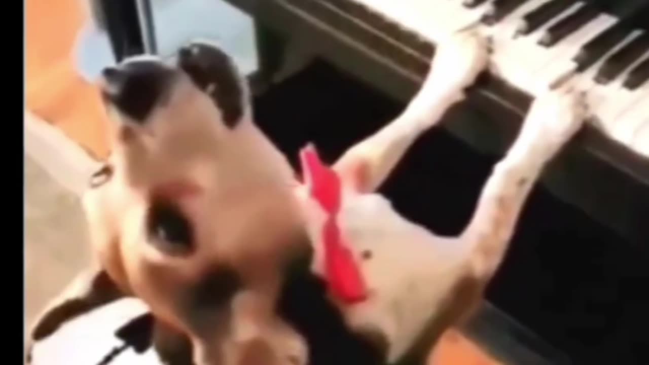 Dog singing funny comedy video