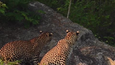 Leopard on the hunt, WATCH TILL THE END #funny #leopard