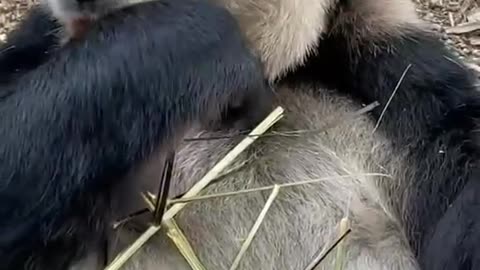 This is a strong panda