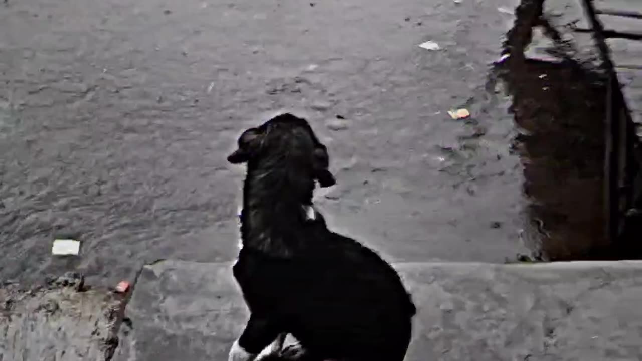 Funny dog 🐕 gif