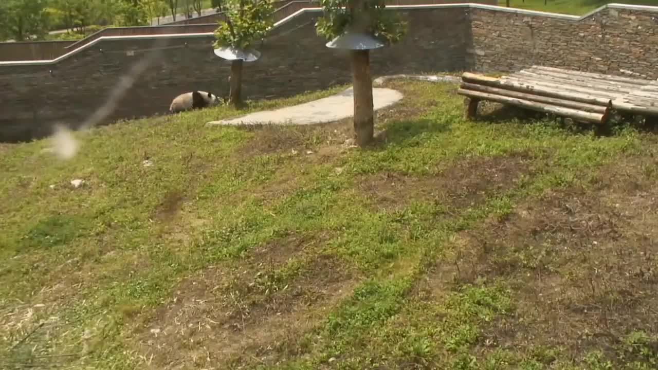 (Funny!) Panda Rolls Down a Hill