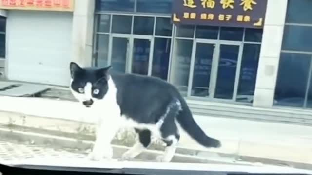 The cat has a good sense of rhythm. The rhythm is not lost at all