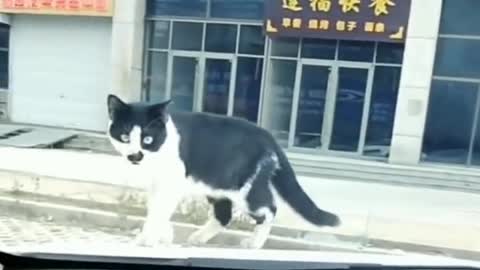 The cat has a good sense of rhythm. The rhythm is not lost at all